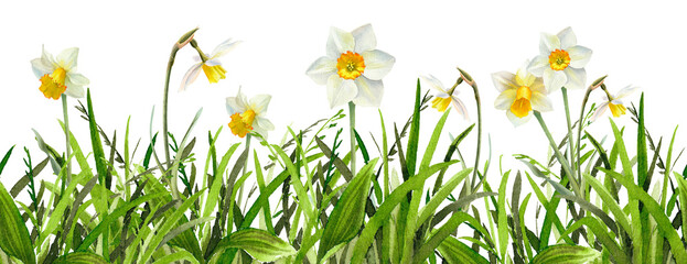 Narcissus flowers watercolor illustration. Spring Daffodils in green grass seamless border.  - obrazy, fototapety, plakaty