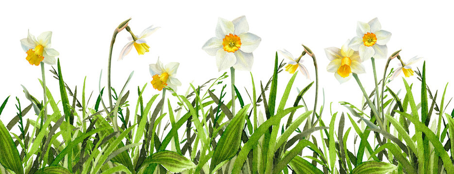Narcissus flowers watercolor illustration. Spring Daffodils in green grass seamless border. 