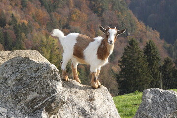 a young goat stands on a stone with a view