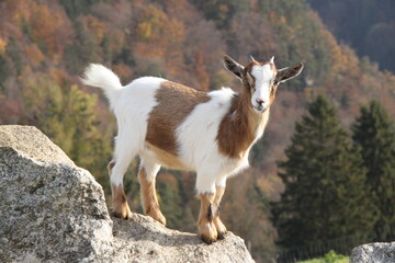 a young goat stands on a stone with a view