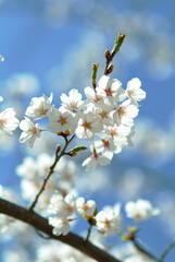 桜の木の枝