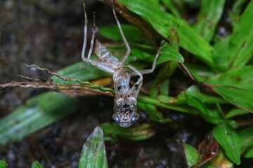 Shed skin of a cricket isolated