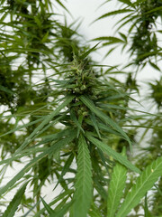 Naklejka premium Close-up photo of a cannabis plant