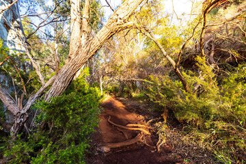 The interior of dales gorge in karijini national park in western australia; a lush red canyon in the desert with red sand and rocks; an oasis in the australian outback