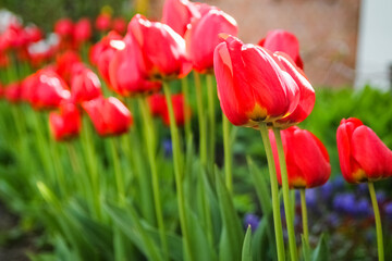 Obraz premium A Tulips on nature in park background