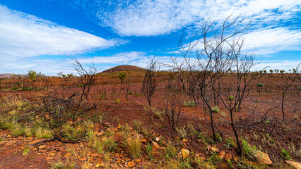 vegetation recovering from the fire in karijini national park, western australia; the australian outback with red rocks and mountains in the background