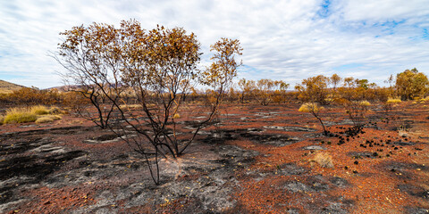 vegetation recovering from the fire in karijini national park, western australia; the australian outback with red rocks and mountains in the background
