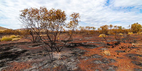 vegetation recovering from the fire in karijini national park, western australia; the australian...