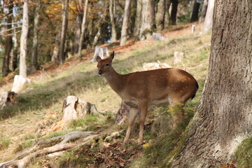young deer in the middle of the forest