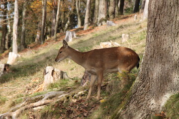 Naklejka na ściany i meble young deer in the middle of the forest