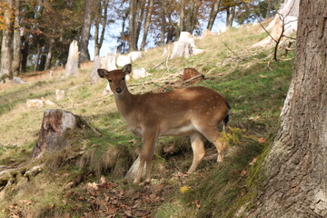 young deer in the middle of the forest
