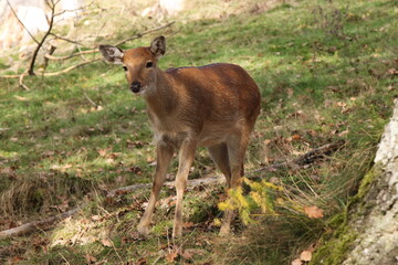 young deer in the middle of the forest
