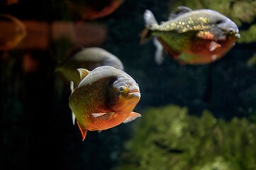 Red piranha or coicoa (Pygocentrus nattereri) fish swimming in fresh water among other specimens of...