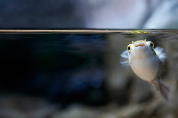 Green pufferfish or speckled pufferfish (Dichotomyctere nigroviridis) swimming towards the surface in search of food © MSCT