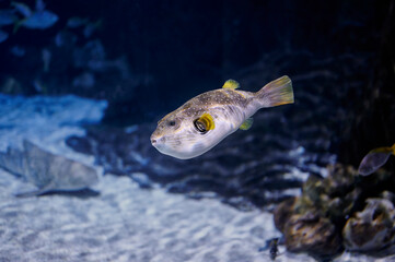 White-spotted Drum, Painted Boat or White-spotted Pufferfish (Arothron hispidus Linnaeus) swimming...