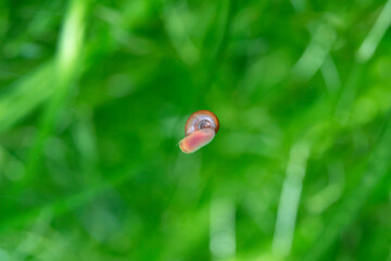Planorbidae on aquarium wall