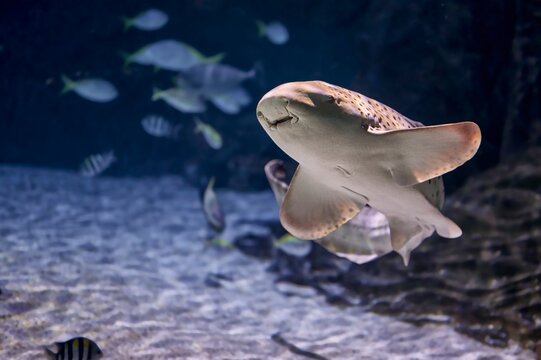 Zebra shark (Stegostoma fasciatum) native to the Indian and Pacific oceans swimming among other fish