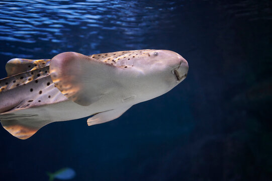 Zebra shark (Stegostoma fasciatum) native to the Indian and Pacific oceans swimming among other fish