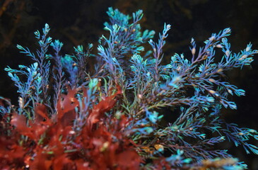 Rainbow wrack alga Cystoseira tamariscifolia, underwater in the Atlantic ocean, Spain