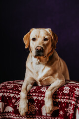 Biszkoptowy labrador retriever