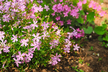 Obraz na płótnie Canvas Phlox subulate. Beautiful ground cover flowers grow in flower bed in spring garden on bright sunny day
