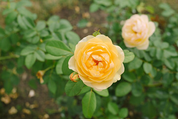 Blooming hybrid tea rose. Bloomed flower