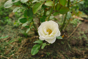 Fototapeta premium Blooming white rose flower in garden