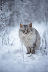 Naklejka na ściany i meble Photo of a beautiful fluffy cat in a winter forest.
