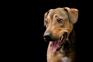 Mixed breed sweet brown dogMixed breed sweet brown dog looking left in dark background studio. - 560144319