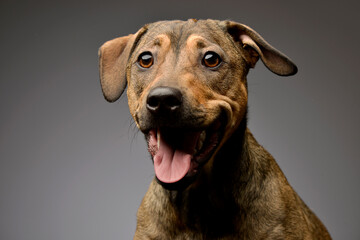 Mixed breed sweet brown dog headshot in a grey wall studio - 560144366