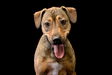 Fototapeta na wymiar Mixed breed sweet brown dog looking down in a dark background