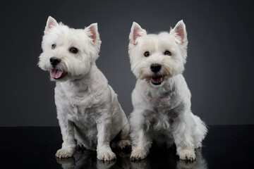 2 cute west Highland terrier smiling in a studio - 560144389