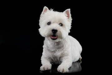 cute west Highland terrier smiling  in black background - 560144503