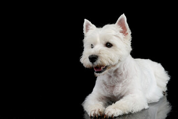 cute west Highland terrier smiling  in black background - 560144509