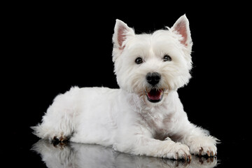cute west Highland terrier smiling  in black background - 560144529