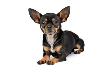 cute Chihuahua looks at you  in white photo studio - 560144723