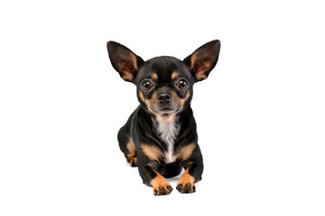 cute Chihuahua looks at you  in white photo studio - 560144726