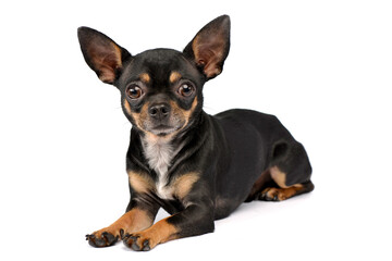 cute Chihuahua looks at you  in white photo studio - 560144730