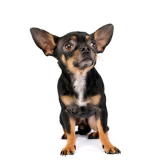 cute Chihuahua looks afaraid  in white photo studio - 560144741