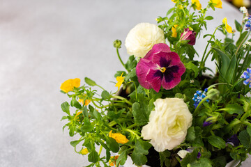 White round vase with spring and summer flowers Ranunculus and Muscari, Petunias and Pansies in the ground on a gray background, top view, home decoration with flowers