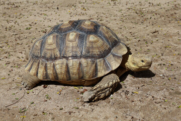 Sulcata tortoise in the garden at thailand