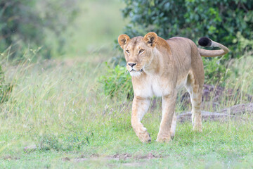 Fototapeta na wymiar Lioness (Panthera leo) walking on savanna, Masai Mara national reserve, Kenya.