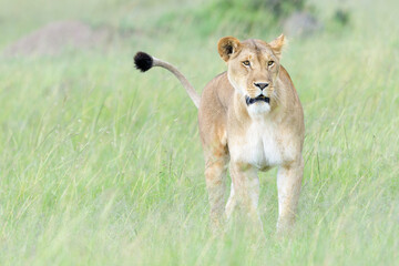 Lioness (Panthera leo) standing on savanna, looking for prey, Masai Mara national reserve, Kenya.