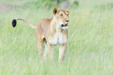 Lioness (Panthera leo) standing on savanna, looking for prey, Masai Mara national reserve, Kenya.