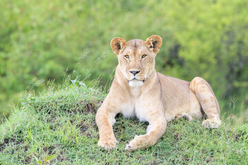 Obraz premium Lioness (Panthera leo) lying down on savanna, looking at camera, Masai Mara national reserve, Kenya.