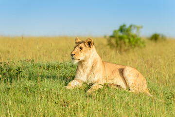 Fototapeta na wymiar Lioness (Panthera leo) lying down on savanna, Masai Mara national reserve, Kenya.