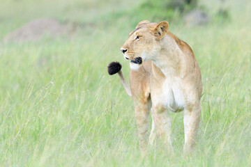 Lioness (Panthera leo) standing on savanna, looking for prey, Masai Mara national reserve, Kenya.