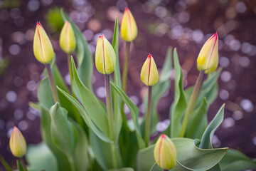 Tulip flowers grow in the garden