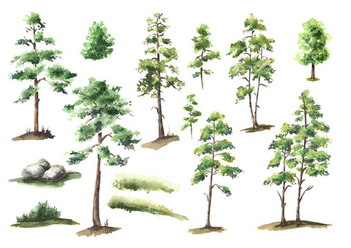 Forest trees set. Hand drawn watercolor illustration  isolated on white background