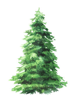 Fir tree. Hand drawn watercolor illustration  isolated on white background